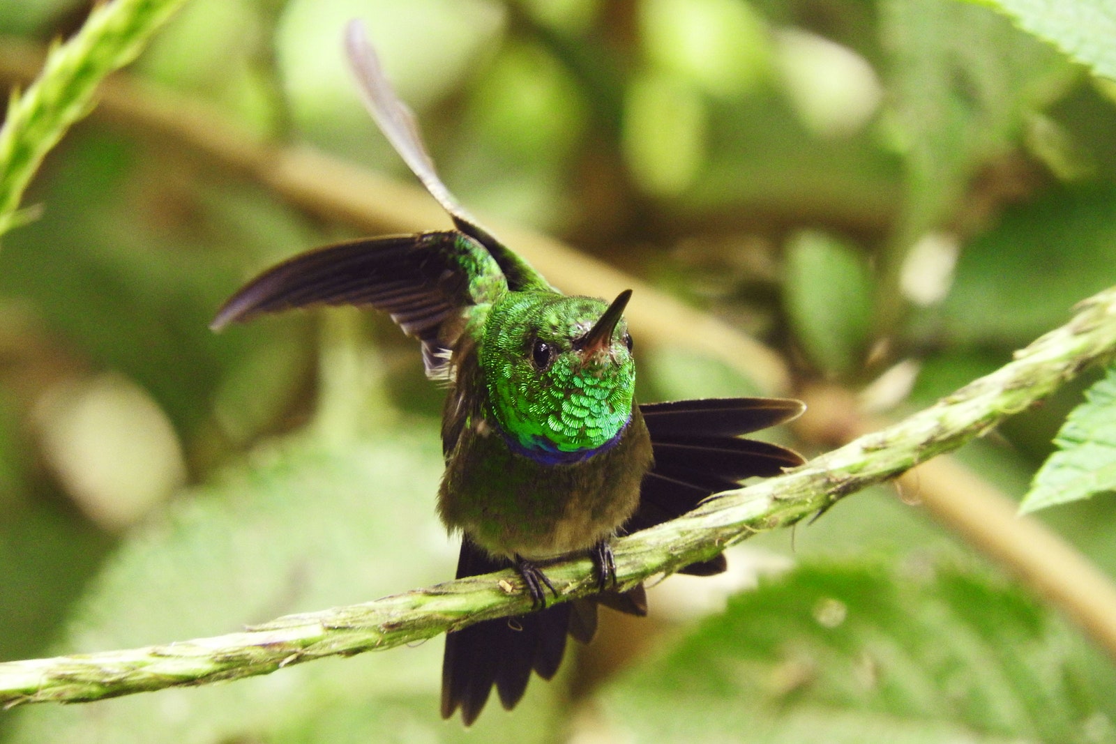 Why Scientists Are Bugging the Rainforest