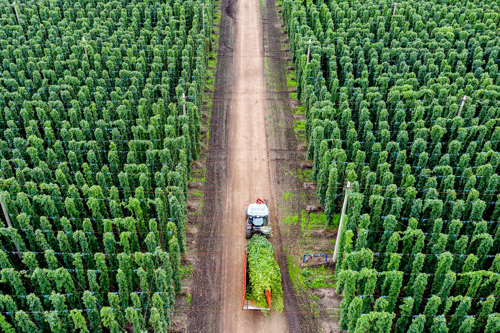 How Hop Nerds Are Saving Your Favorite Beer From Climate Change