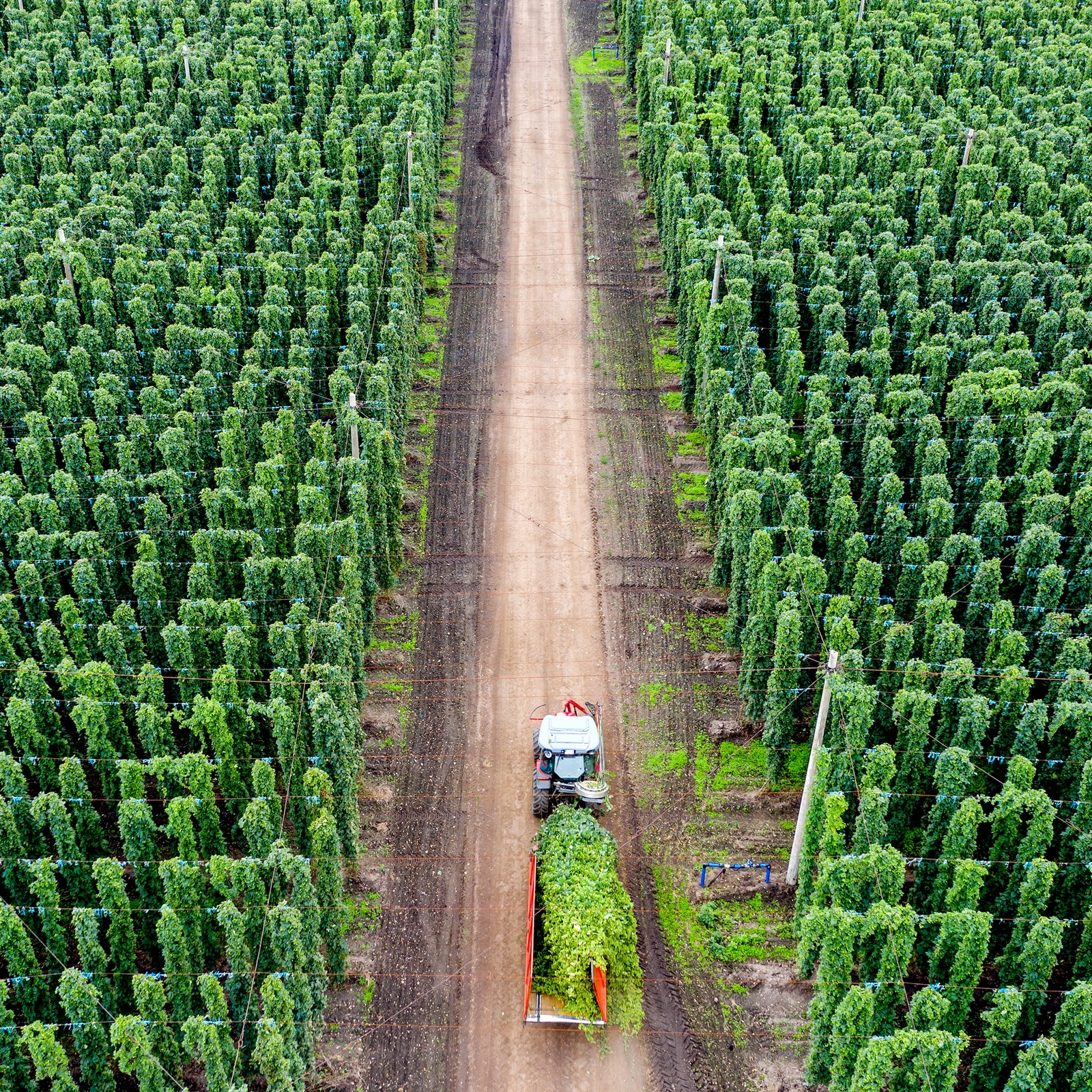 How Hop Nerds Are Saving Your Favorite Beer From Climate Change