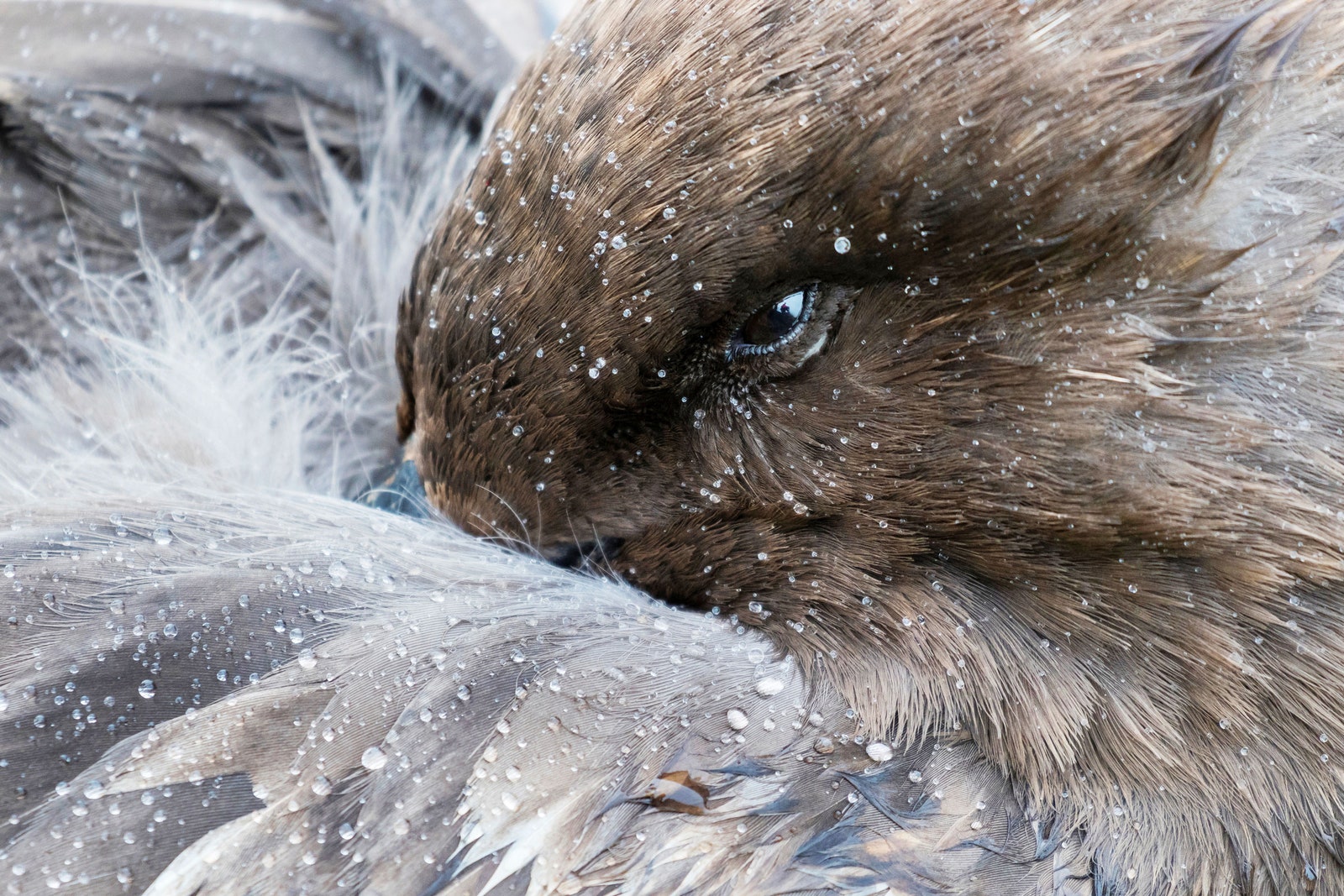 Bird Flu Reaches the Antarctic for the First Time