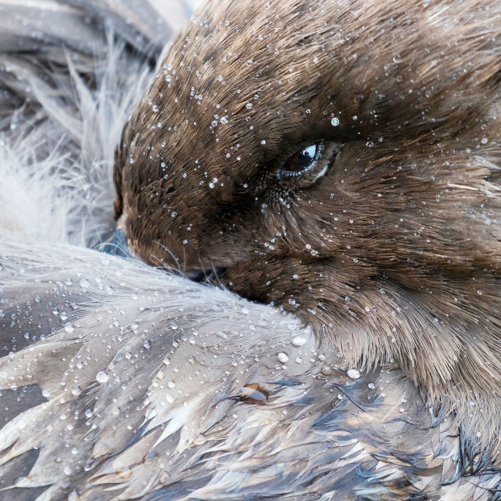 Bird Flu Reaches the Antarctic for the First Time