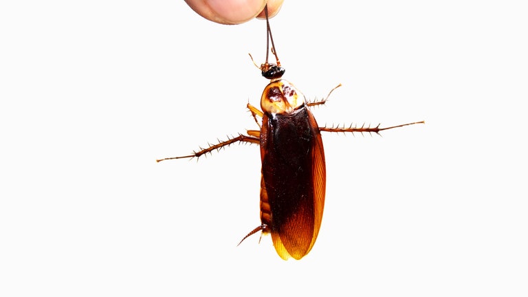 cockroach