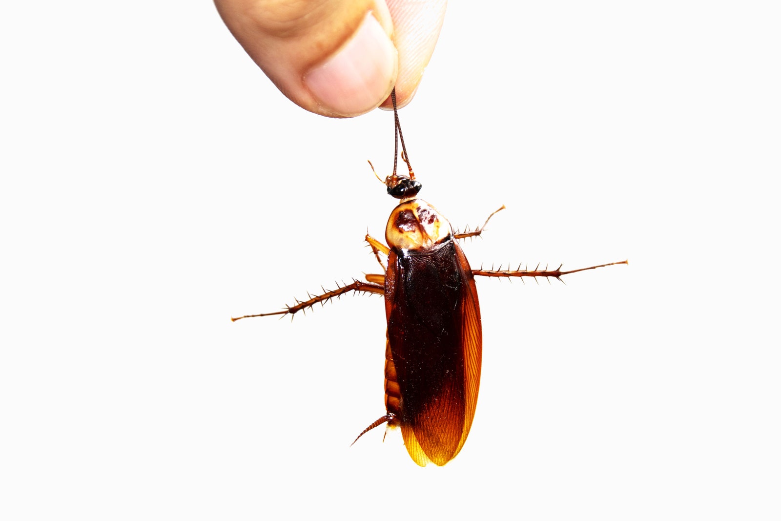 Could a Cockroach Survive a Fall From Space?