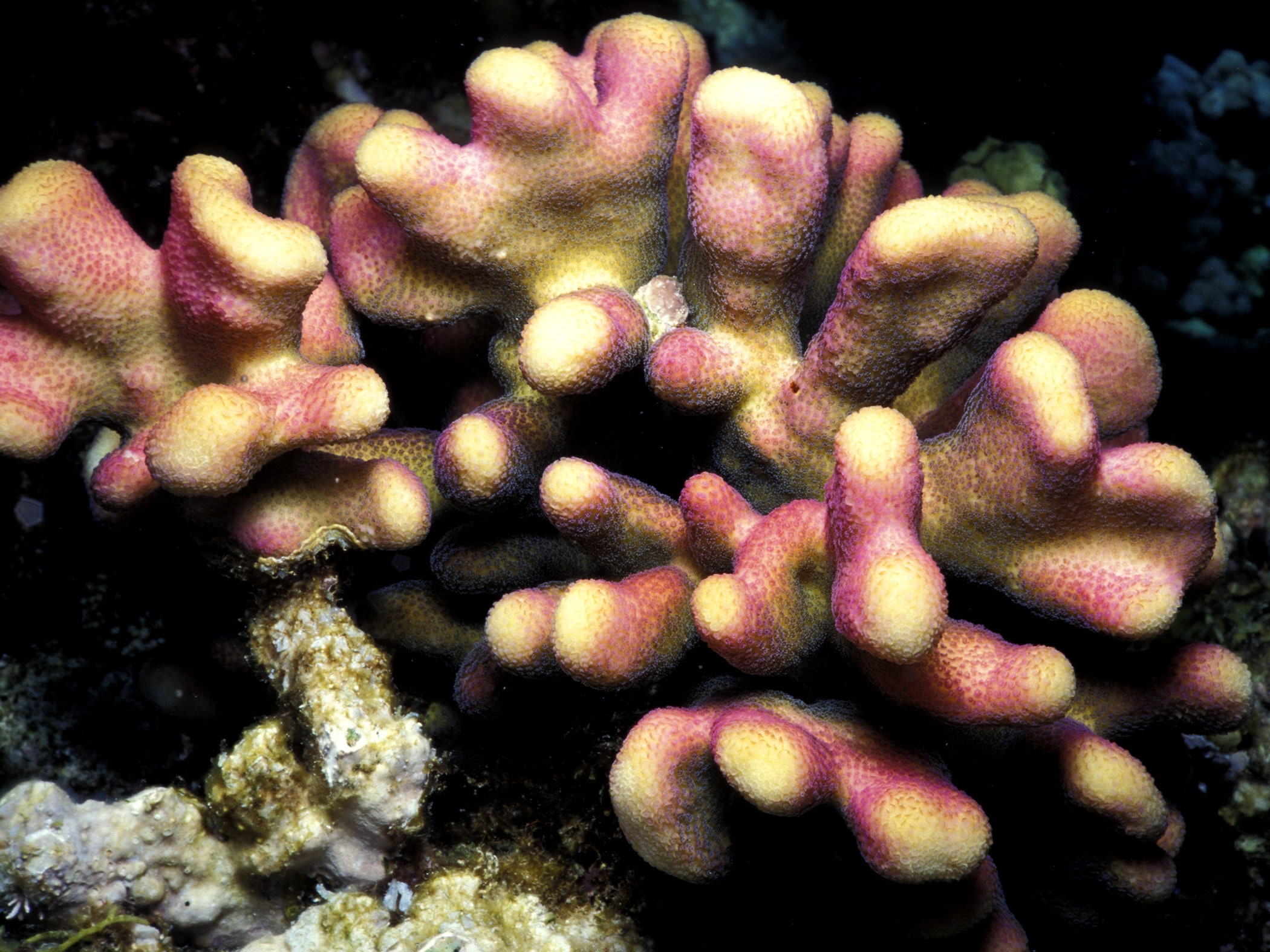 Scientists Have Been Freezing Corals for Decades. Now They're Learning How to Wake Them Up