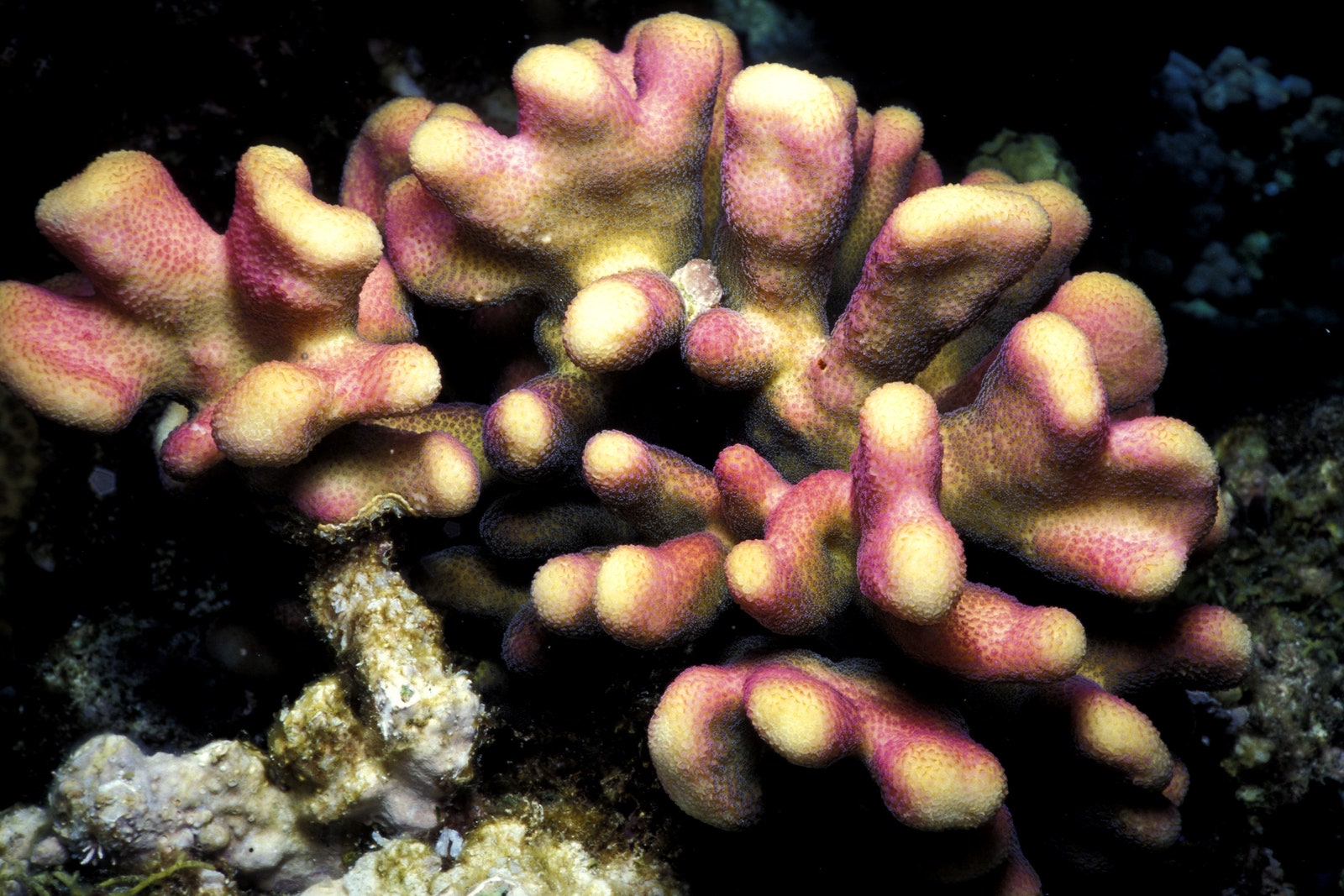 Scientists Have Been Freezing Corals for Decades. Now They're Learning How to Wake Them Up