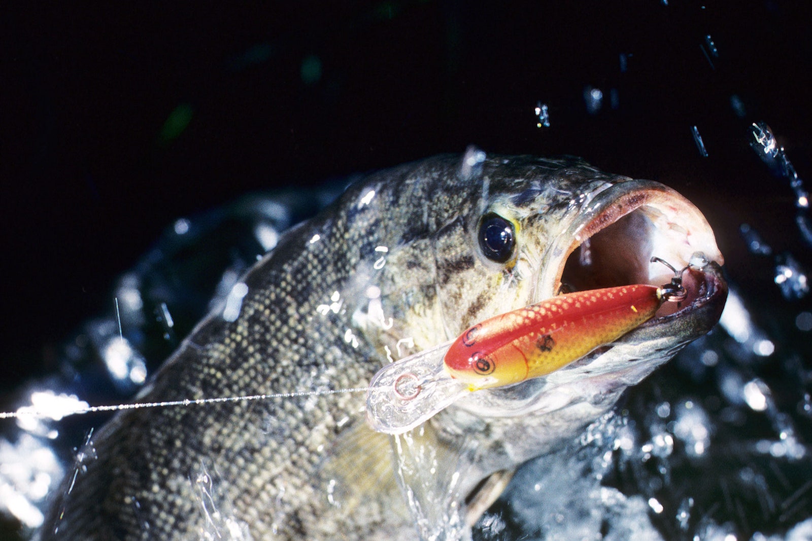 The Fight Against the Smallmouth Bass Invasion of the Grand Canyon