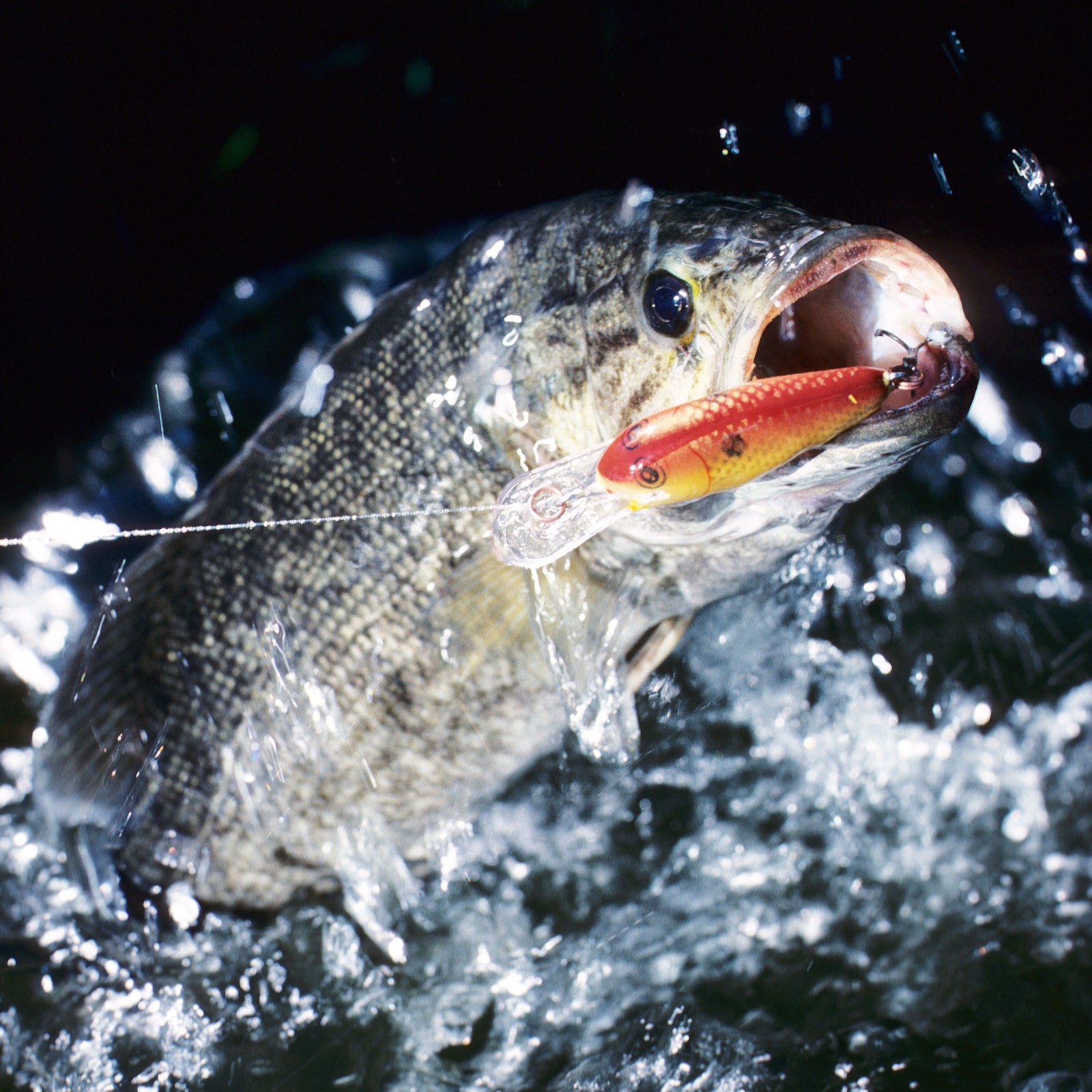 The Fight Against the Smallmouth Bass Invasion of the Grand Canyon