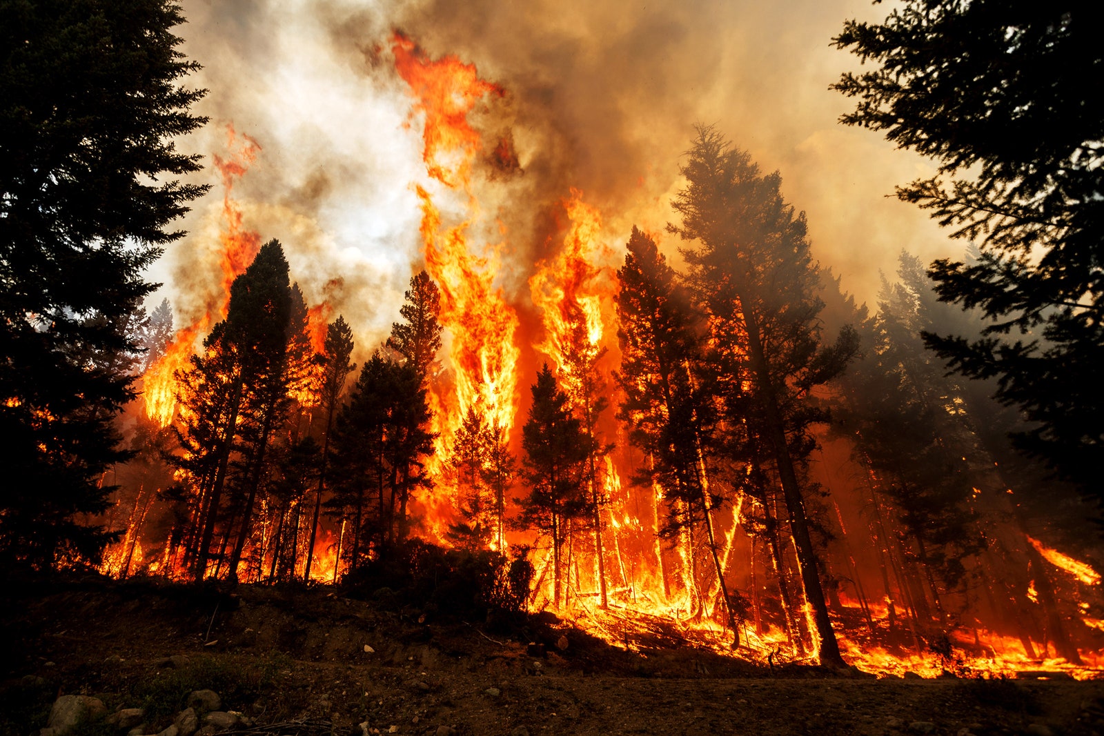 Meta’s News Block Causes Chaos as Canada Burns