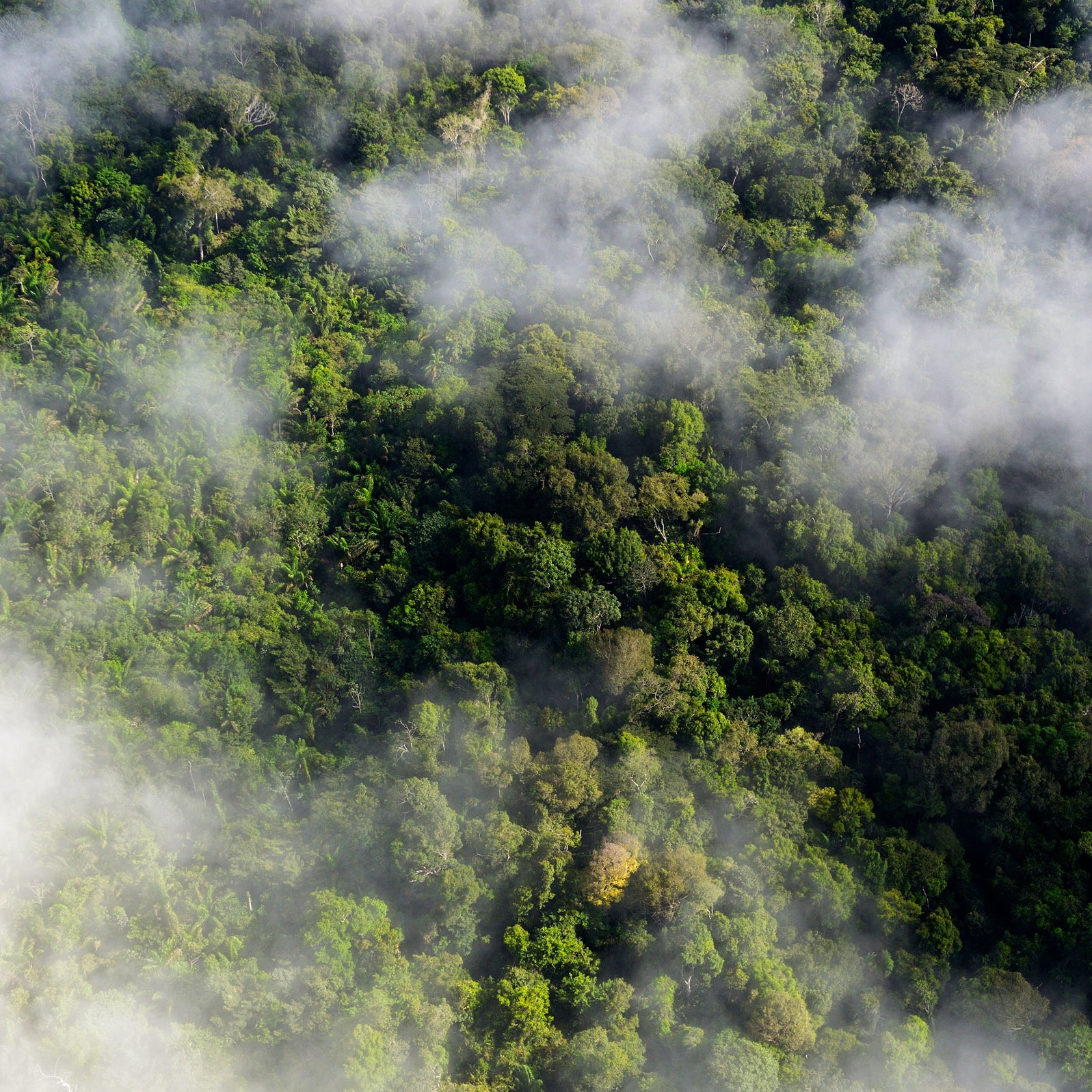 A Revelation About Trees Is Messing With Climate Calculations