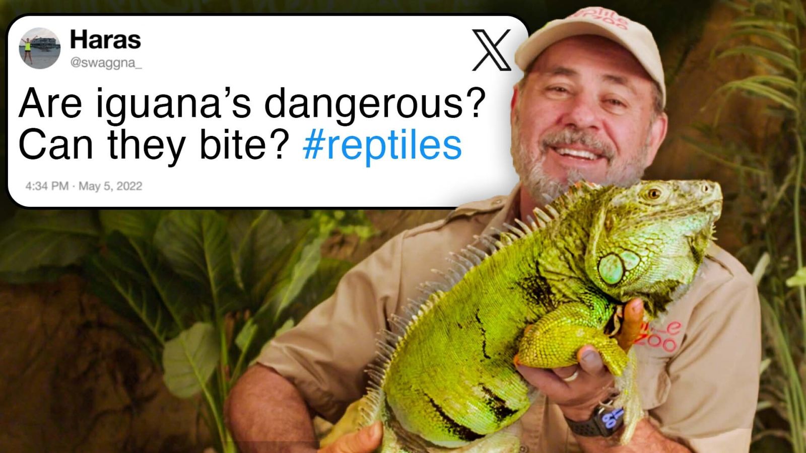 Reptile Expert Answers Reptile Questions From Twitter